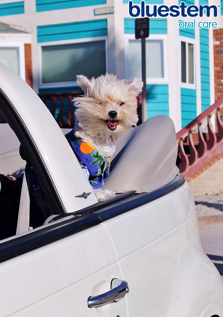 Just look at that smile! bluestem™ with coactiv+™ water additives and breath sprays can help fight tartar build up and bad breath in your dog. It's a fuss free way to help support healthy oral hygience! #bluestempets #ad