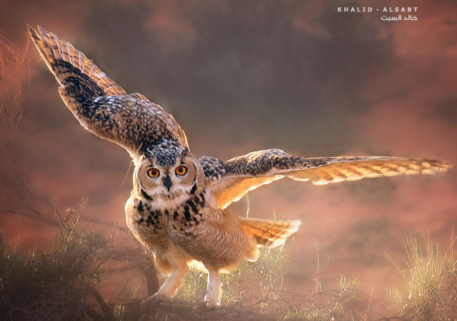 Eagle Owl