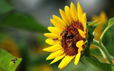 sunflower pictures