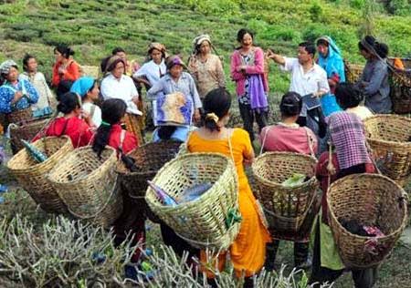 Darjeeling Tea Workers