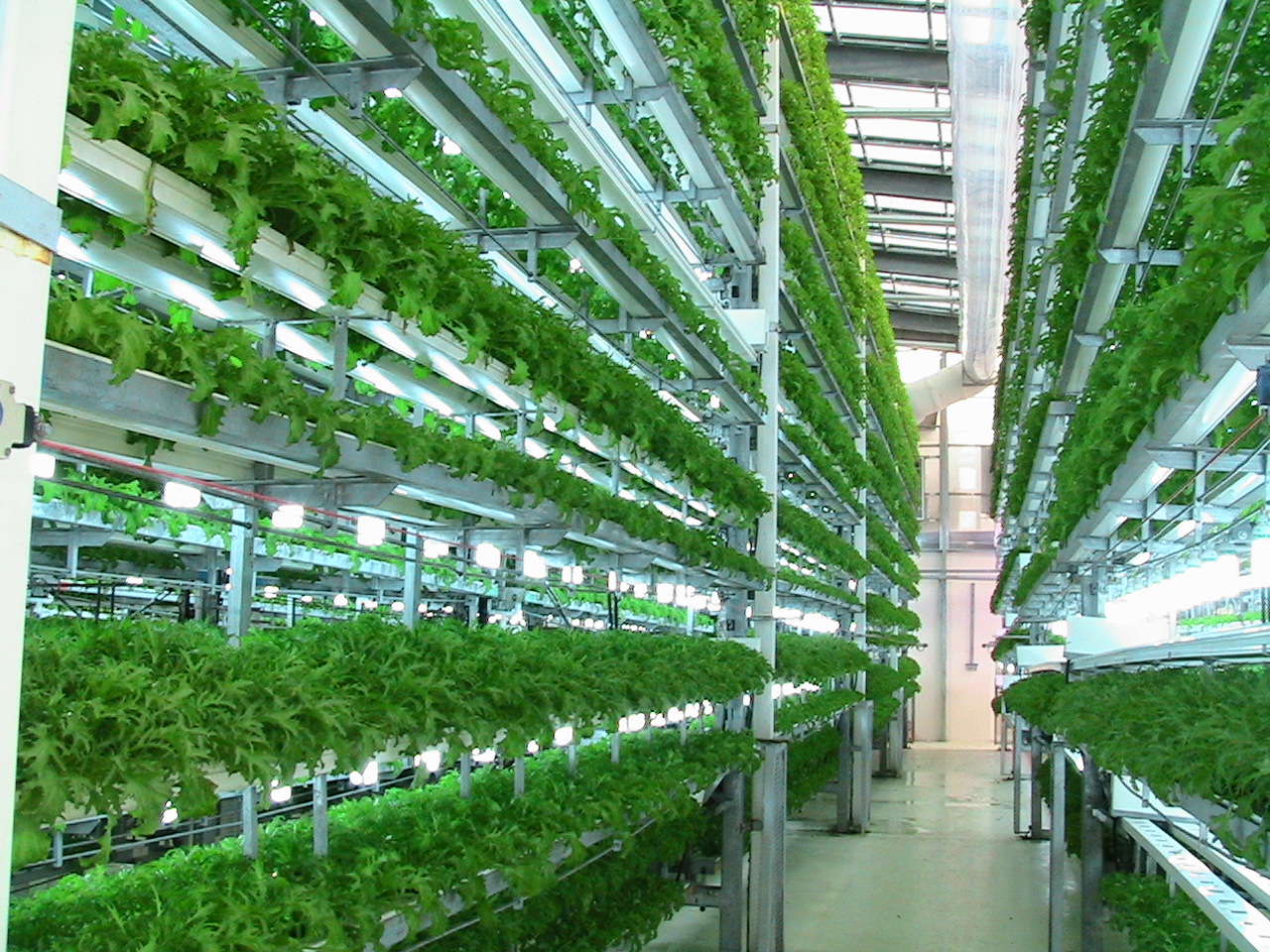 Aquaponics and Hydroponics: Growing Salad Vegetables in Aquaponic 