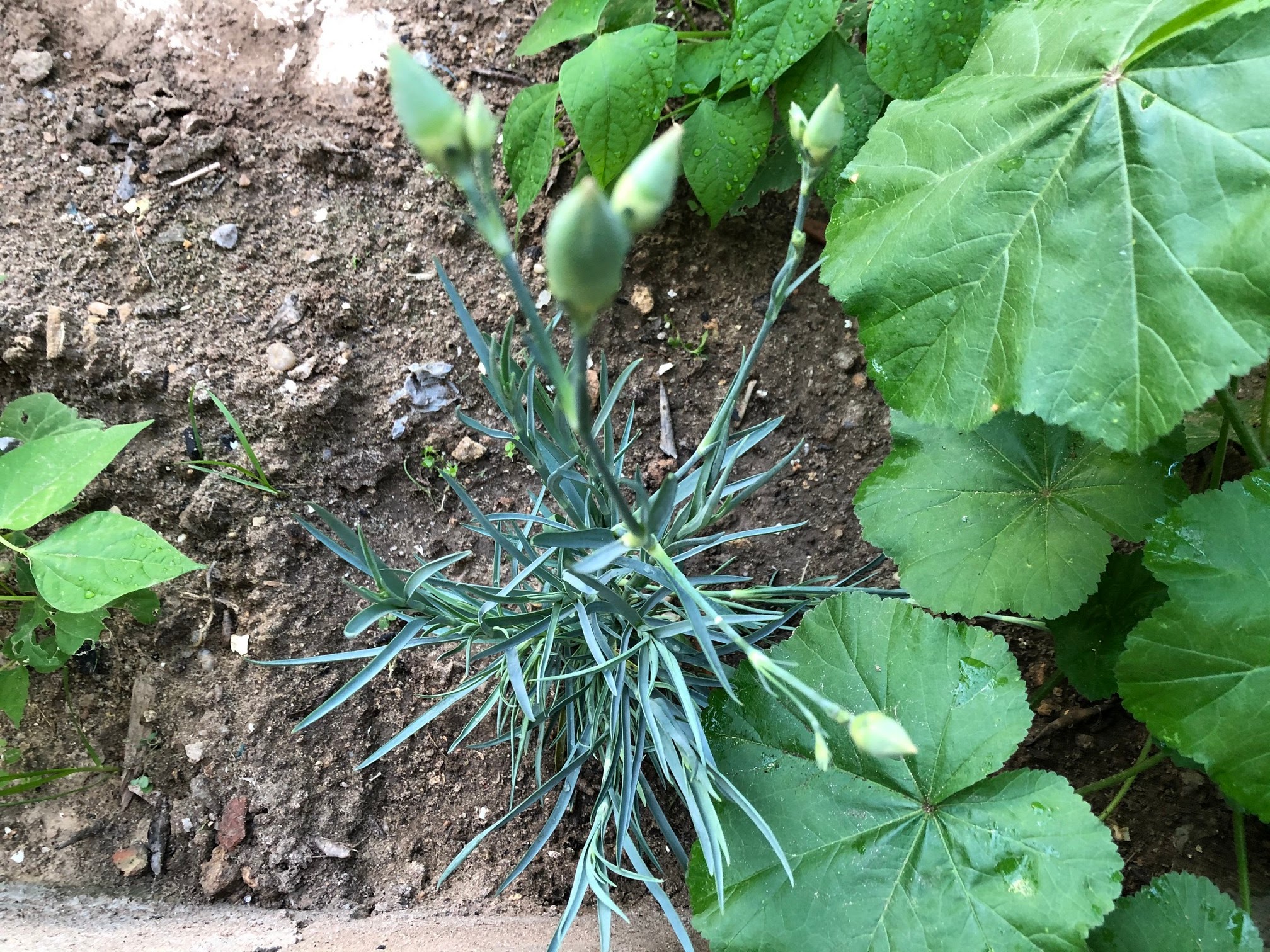 After about 5 weeks your cuttings should be ready to transplant into the garden or larger containers.