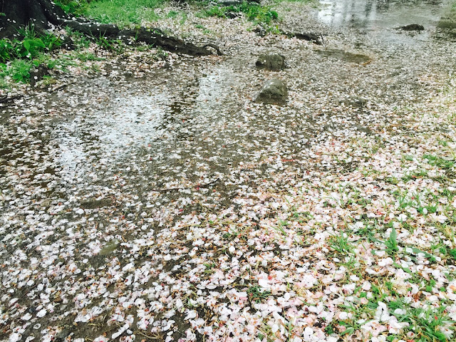 雨で散って地面に咲く桜