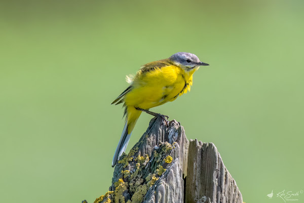 Channel (yellow) wagtail