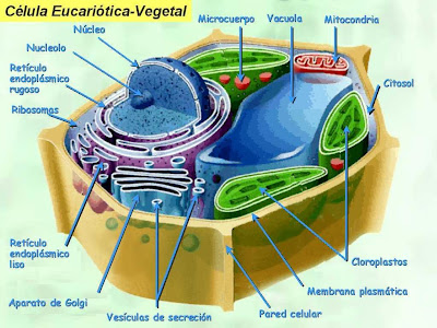 imagenes de la celula vegetal. celula vegetal e animal.
