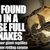 Man found dead in house full of snakes