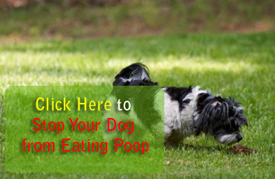 Dog Eating Feces6