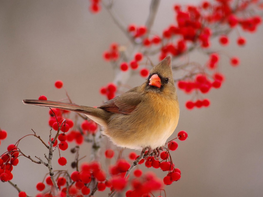 Cardinal Bird