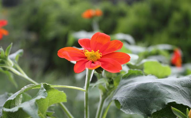 Mexican Sunflower Pictures