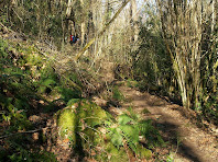 Camins envoltats de falgueres, castanyers, avellaners...