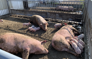 Sows feeding piglets.
