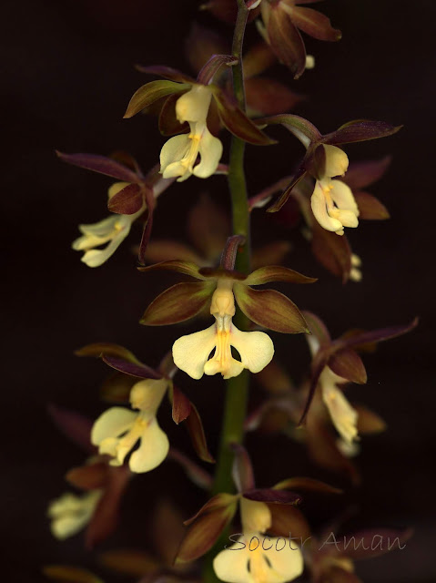 Calanthe discolor