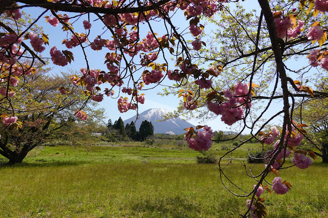 きしもと山の手通り　桜公園　ヤエザクラ（八重桜）