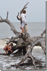 Driftwood Crab Hunt