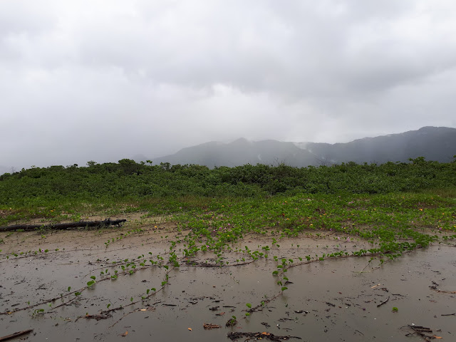 Montanha com mata tropical no parque da Juréia de frente para o mar, no litoral sul do Estado de São Paulo, Brasil