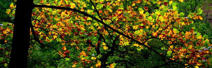 49739581.fallleavescopy.IagWLuWMRxqN.jpg