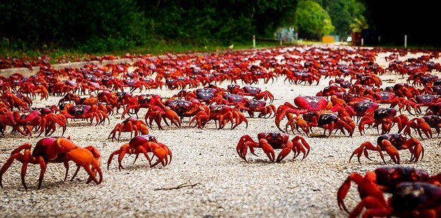 A GRANDE MIGRAÇÃO DE CARANGUEJOS Invasão de Caranguejos Transforma Ilha Habitada Em Um Mar Vermelho