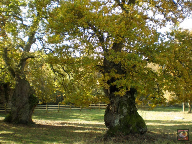 El bosque centenario de Munain-Okariz (Alava)