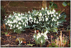 a flurry of snowdrops