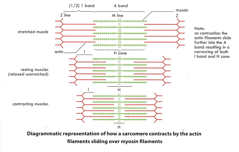 The Sliding-Filament Model of Muscle Contraction