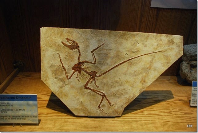 07-12-14 B Wyoming Dinosaur Center (127)