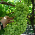 Photos of grapes