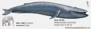 Blue whale size compare to Africa elephant