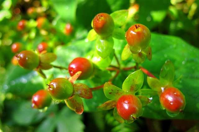 flower seeds 