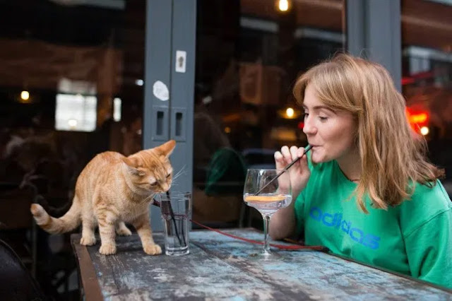 Sociable Cat Loves Hanging Out At His Local Pub!