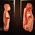 Mumia XXIw. - technika plastynacji