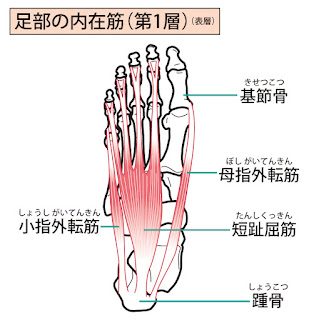 足底筋群のイラスト（第一層）