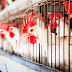 Virus H7N9 Di China Semakin Merebak