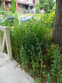 Koreatown Toronto Summer Front Yard Cleanup Before by Paul Jung Gardening Services--a Toronto Organic Gardener