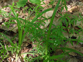 small bedstraw