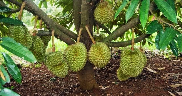 Cara Merawat Pohon Durian agar Cepat Berbuah  Rumah dan Kebun