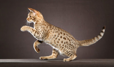 Ocicat Cat