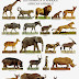 Wild animals in arabic language