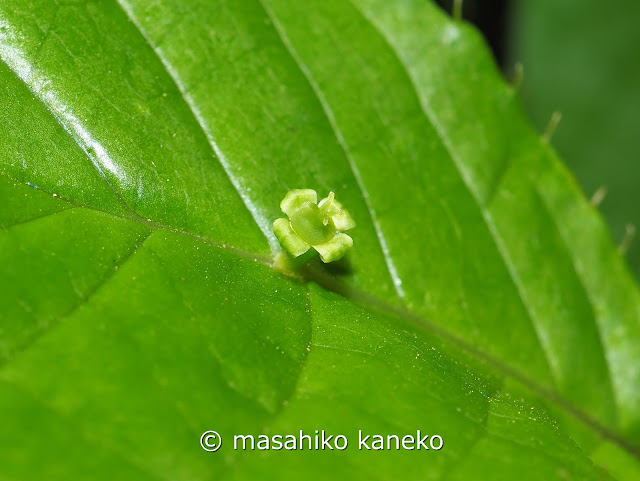 ハナイカダ雌花