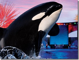 shamu
