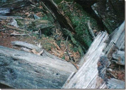 Squirrel in the snowshed ruins at the Embro Tunnel on the Iron Goat Trail in 1998