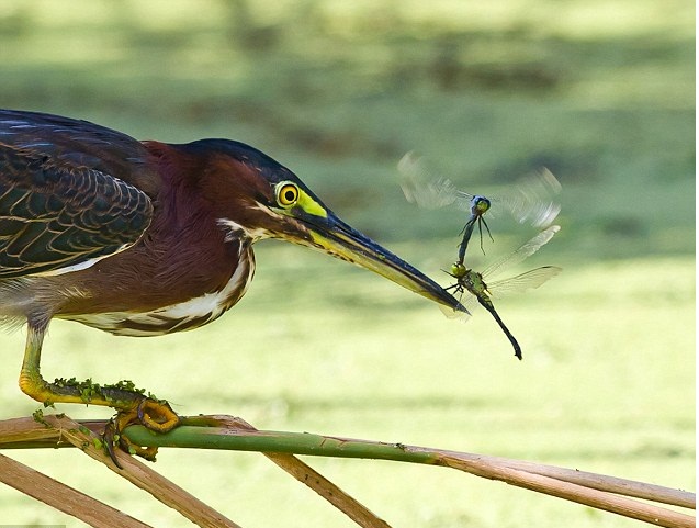  Picture of the Day - dragonflies