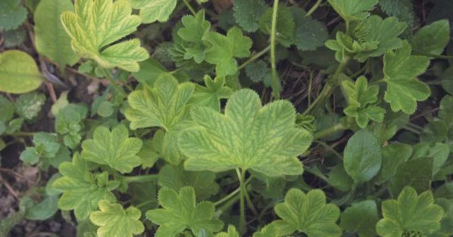 رجل الأسد | ذنيان جبلى Alchemilla Valgaris