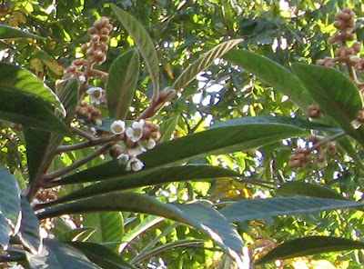 Loquat Tree in Bloom