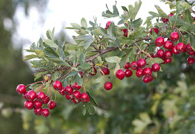 Haws, berries of Hawthorn, Crataegus monogyna. Scadbury Park, 11 September 2011.