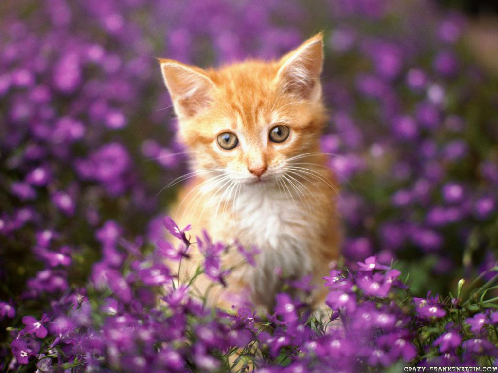 Shining Photography Wallpapers: cat wallpapers