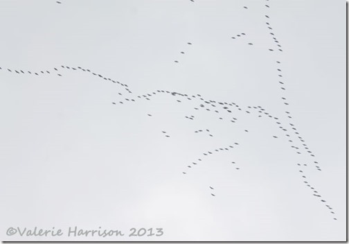 15-geese