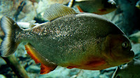Piranha fish pictures_Serrasalmidae