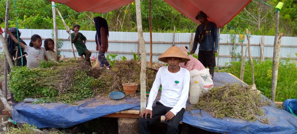 HKTI SBT dan Kelompok Tani Berjuang Mandiri Panen Perdana Kacang Tanah