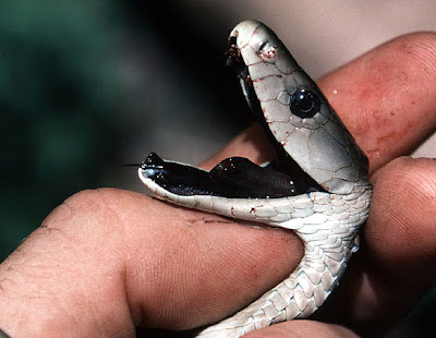 Black Mamba Snake