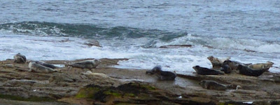 An Easy 4 Mile Coastal Walk - Whitley Bay to St Mary's Island (plus a Seal sighting)